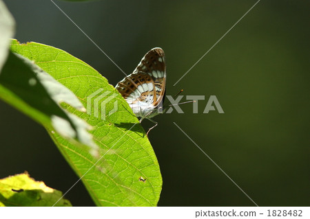 Asamama Ichimonji 1828482