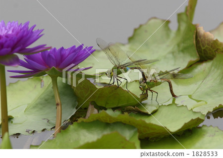 放置在荷花的一個ginyangmaes雞蛋。 1828533