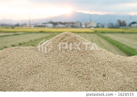 豐收 精米 紅絲線 1828535