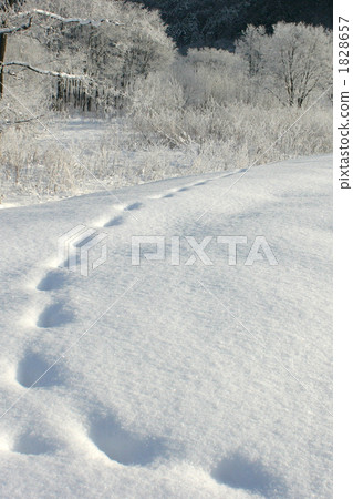 Footsteps 1828657