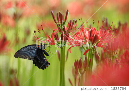 美麗的珍珠牡蠣和葫蘆 1828764