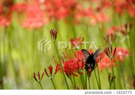 美麗的珍珠牡蠣和葫蘆 美麗的珍珠牡蠣和葫蘆 1828773
