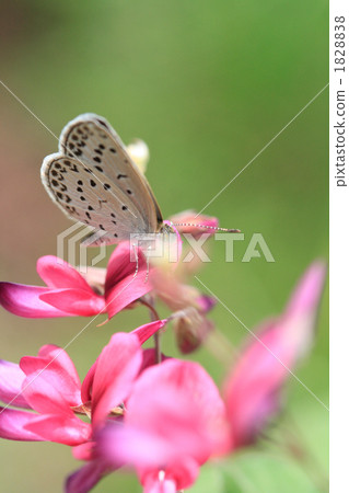 Hagi's flower and butterfly Hagi's flower and butterfly 1828838
