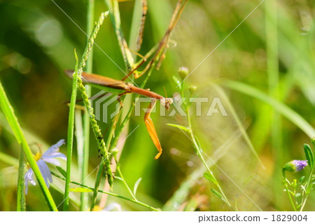 Stock Photo: compound eyes, tenodera aridifolia, japanese giant mantis