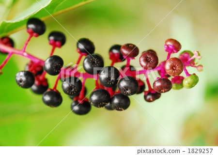 Yosha yamagobou 1829257