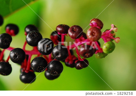 Yosha yamagobou Yosha yamagobou 1829258