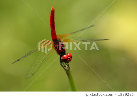 Male of Hachijotombo that stands upright 1829285