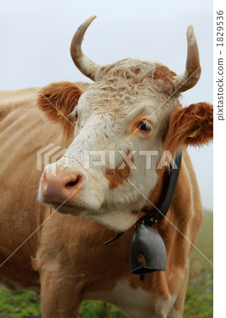 A cow 1829536