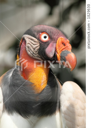 Tokiro Condor 1829630