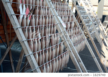 Yanagikarei sun-dried sun Yanagikarei sun-dried sun 1829740