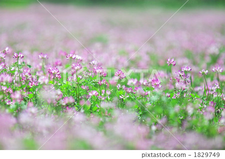 Renge花園 1829749