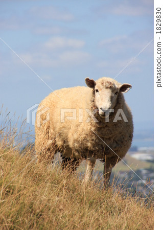 牧羊場 綿羊 羊 1829830