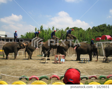 Elephant Show Sho Ichihara Elephant Country Elephant Show Sho Ichihara Elephant Country 1829831