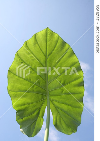 alocasia odora, giant upright elephant ear, night-scented lily 1829959