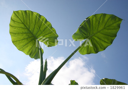 green leaf, alocasia odora, giant upright elephant ear 1829961