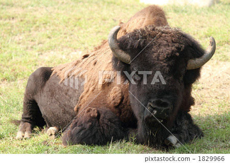 美洲野牛 1829966