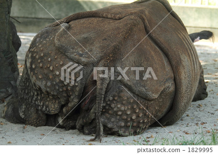 印度戒指 1829995