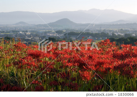 群集孤挺花 1830066