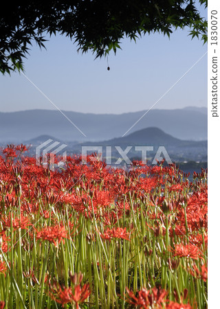 群集孤挺花 1830070