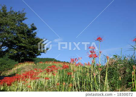 Aozora和Higanbana 1830072