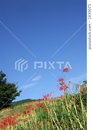 Aozora和Higanbana 1830073