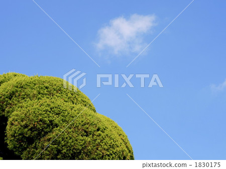 Pruning is over 1830175