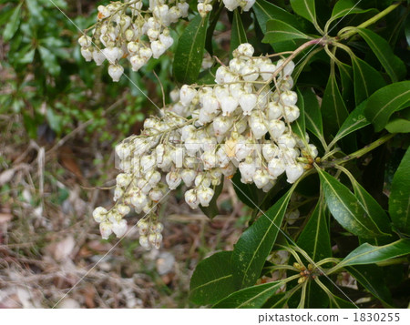 Caterpillar tree 1830255