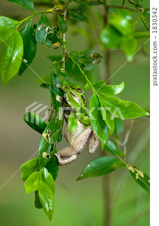 Moria ooga that clings to the leaves of the trees 1830342