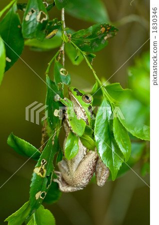 Moria ooga緊貼著樹葉 1830346