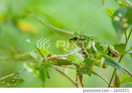 Moria gull frog 1830355