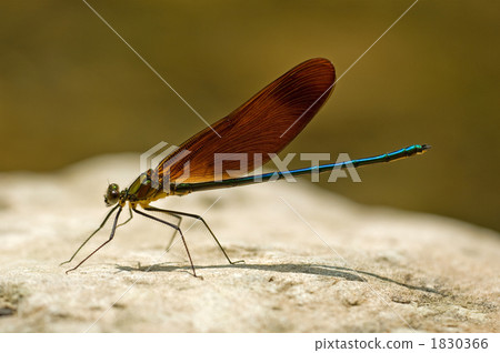 Damselfly Damselfly 1830366