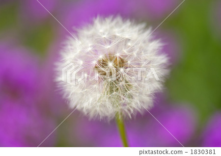 蒲公英的絨毛 1830381