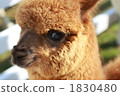 Up Alpaca's Child 1830480