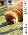 Alpaca children sleeping on the grass 1830482