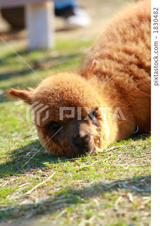 Alpaca children sleeping on the grass Alpaca children sleeping on the grass 1830482
