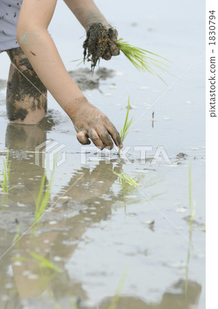 水稻種植 1830794