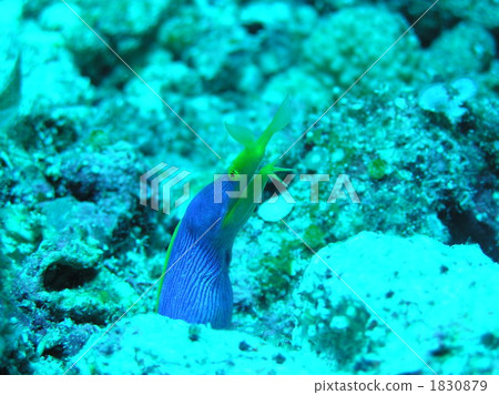 博涅斯鰻 黑身管鼻鯙 帶鰻 1830879