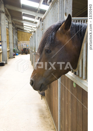 穩定的 馬 馬兒 1830940