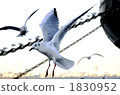 gull, sea gull, bay 1830952