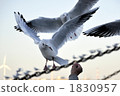 feeding, gull, sea gull 1830957