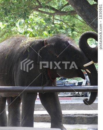 Elephant in Bangkok, Thailand 1830981