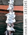 avian, gull, gulls 1831045