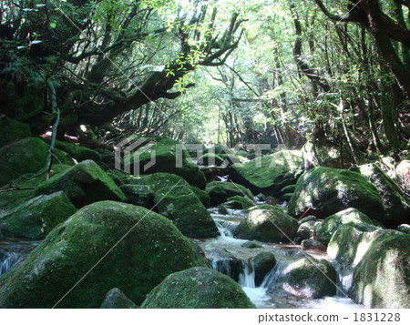 屋久島白川雲水峽 屋久島白川雲水峽 1831228