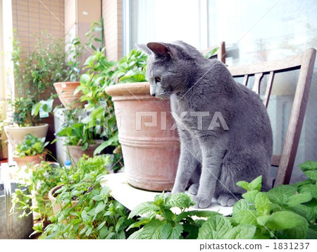 站在陽台上的貓 1831237