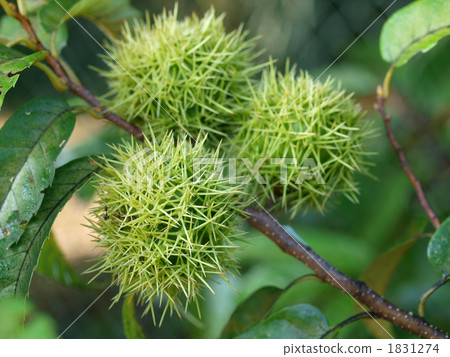 Yamakuri no Kami Yamakuri no Kami 1831274