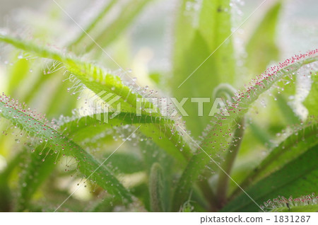 Welsh onion Welsh onion 1831287