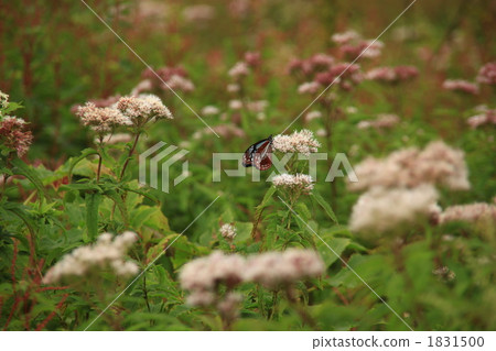 Asagi madara Asagi madara 1831500