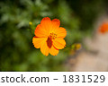 Yellow flower cosmos 1831529