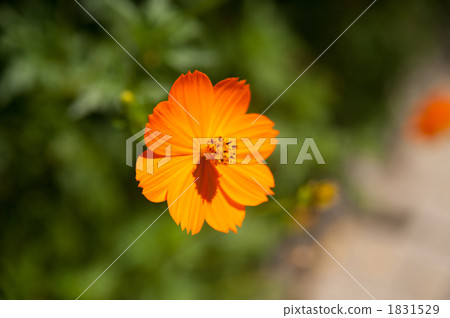 Yellow flower cosmos Yellow flower cosmos 1831529