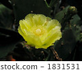Cactus flower 1831531